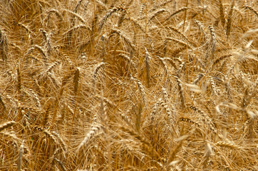 Wheat field. Yellow grain ready for harvest growing in a farm field