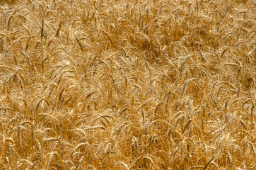Wheat field. Cereal background. Grains of grain on the background of the setting sun.