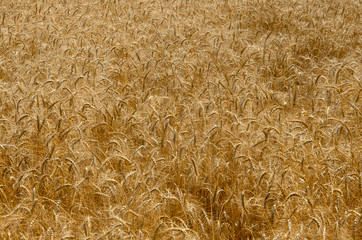 wheat in the field background