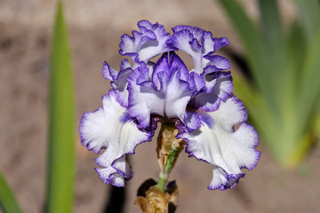 Close-up of flower petals Bearded Iris, Classic look variety