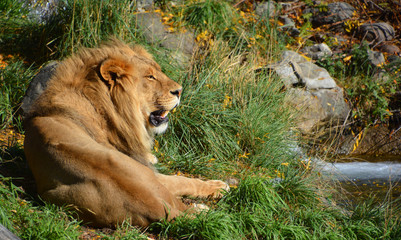 Lion is one of the four big cats in the genus Panthera, and a member of the family Felidae. With...