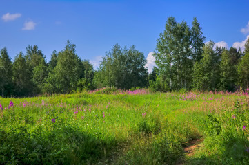 Summer meadow landscape with green grass and wild flowers on the background of a forest.