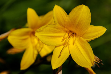 Fototapeta na wymiar Closeup view on two yellow flower of lemon lily - Hemerocallis lilioasphodelus