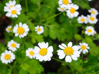 Daisies close up, flowering chamomile.