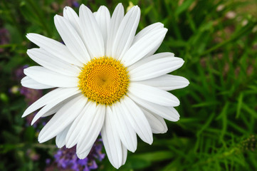 Beautiful white Daisy flower in the garden.