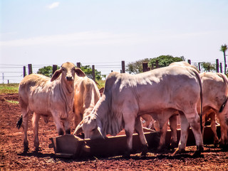 Herd of brahman beef cattle cows on confinement in Brazil
