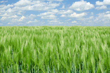 Green wheaten sprouts in the field and cloudy sky. Bright spring landscape.