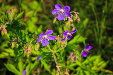 Wood cranesbill, woodland geranium, Geranium sylvaticum. Forest geranium.