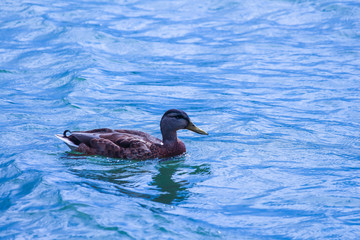 Wild duck resting quietly in the lake, Quebec