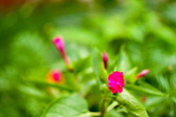 small pink flowers