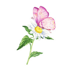 Watercolor daisy flower with butterfly isolated on white background. Hand drawn botanical illustration.