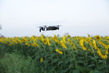 quadcopter drone hovered on a field of sunflowers taking photo of the field. Without a face. The concept of new technologies and innovations in agriculture