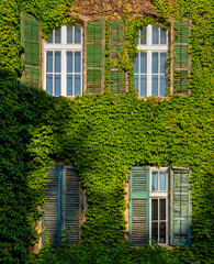 Fototapeta na wymiar Nice house covered with ivy
