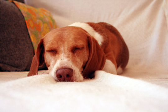 Beagle  durmiendo