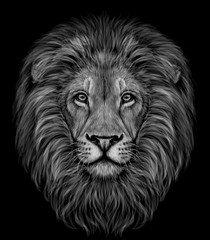 Lion. Black and white, graphic portrait of a lion's head profile on a black background. - 280266648