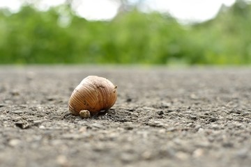 Snail shell on field road