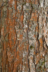 Bark vintage wooden background use for texture and copy space beautiful pattern