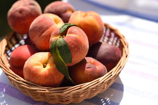 Basket full of peaches, closeup, sunny summer day, garden background