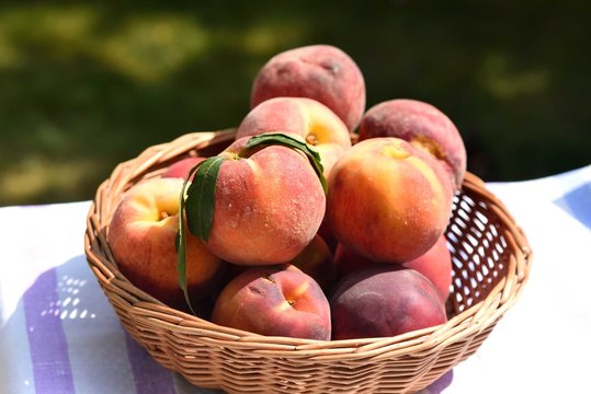 Basket full of peaches, one with leaf, garden background