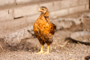 chicken on a farm