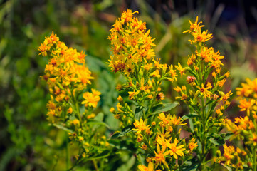 A close up of the blooming medicinal herb hypericum. Hypericum perforatum.