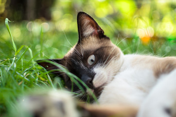 Rustic cat in grass portrait