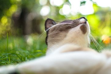 Rustic cat is blissful in the grass