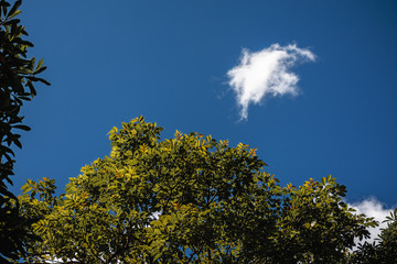 Tree and Cloud on Blue Sky