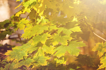 Fototapeta na wymiar autumn yellow maple branch in the in blurry sun