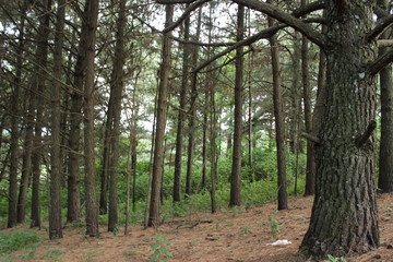 path in the forest