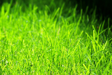 Grass in the spring in a forest park