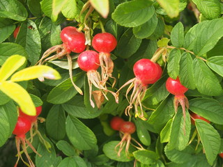 Red fruit and green leaves of wild rose. Medicinal plant.