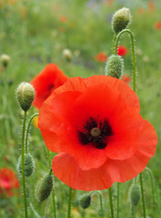 a close up of a vivid red common poppy flower surrounded by buds with a blurred summer meadow background