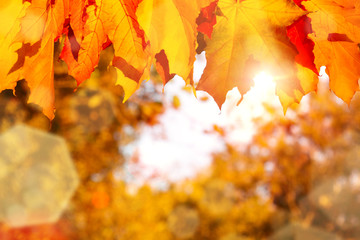 Autumn maple leaves in the forest in the rays of the setting sun - beautiful autumn background