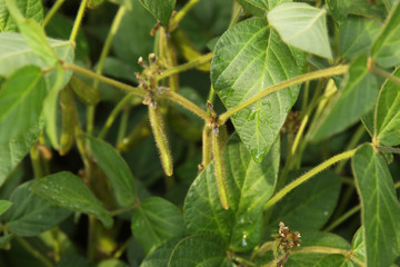 Agricultural soybean pods plantation background on sunny day. Green growing soybeans against sunlight.
