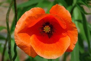 Close up of a red poppy flower