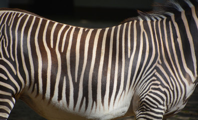 Burchell's zebra is a southern subspecies of the plains zebra. It is named after the British...