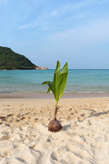 Fototapeta na wymiar Young Palm Tree growing out of a Coconut at Mae Haad Beach, Koh Phangan