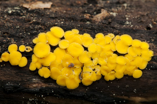 Bisporella citrina yellow fairy cups a beautiful deep yellow mushroom