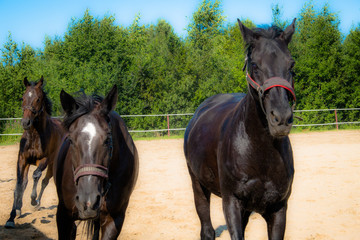Brown horse on a walk. The owners brought their mares to run in the aviary. Young stallions....