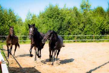 Brown horse on a walk. The owners brought their mares to run in the aviary. Young stallions....