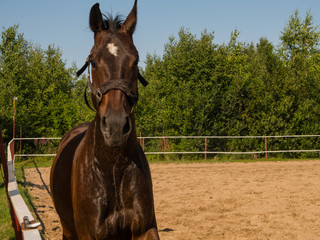 Brown horse on a walk. The owners brought their mares to run in the aviary. Young stallions....
