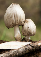 Coprinus atramentarius Coprinopsis atramentaria grayish brown mushroom