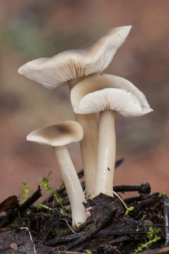 Collybia species, saprophytic fungus that is common to find on soils with a lot of organic matter