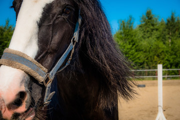 Brown horse on a walk. The owners brought their mares to run in the aviary. Young stallions....