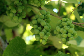 Виноград