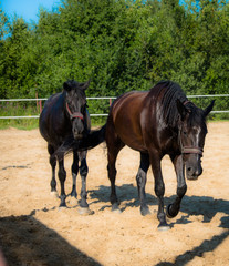 Brown horse on a walk. The owners brought their mares to run in the aviary. Young stallions....