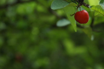 acerola fruit