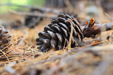 Pine cone lies on the dry needles close up.