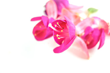 Macro photo of  fuchsia flower isolated at white background.